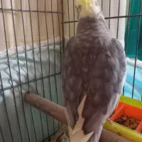 عروس زیبا|پرنده|قم, نخودی|دیوار