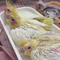 جوجه عروس هلندی چشم شرابی