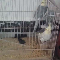 سلام عروس