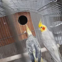 عروس هلندی جفت رنگ خاص