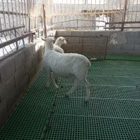 بره نر وماده لاکن|حیوانات مزرعه|اصفهان, بهارستان|دیوار