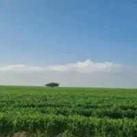 زمین-کشاورزی-بلوطک-شیخان