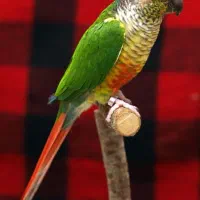 گرینچیک دستی وسخنگو