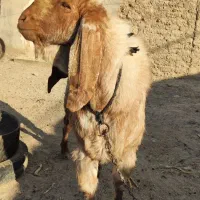 بز نر نسل دار|حیوانات مزرعه|هامون, |دیوار