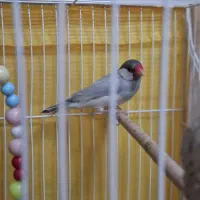 فنچ نرگسی ماده