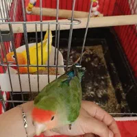 کوتوله برزیلی|پرنده|زواره, |دیوار