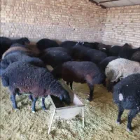 خرید و فروش دام سبک و سنگین|حیوانات مزرعه|قزوین, |دیوار