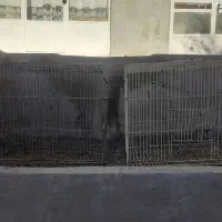 قفس پرنده، ساده