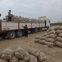 خرید و فروش ذرت علوفه ای و بسته بندی به قیمت مناسب|حیوانات مزرعه|فاضل آباد, |دیوار