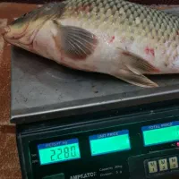 ساخت انواع طعمه و ریسه ماهیگیری (کپور)|ماهیگیری|دزفول, |دیوار