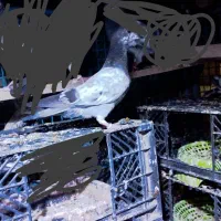 کبوتر پاکستانی|پرنده|خورموج, |دیوار