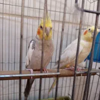 عروس هلندی