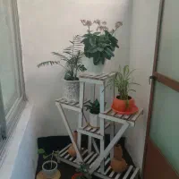 استندگل بزرگ و کوچیک|گل و گیاه طبیعی|شیروان (خراسان), |دیوار