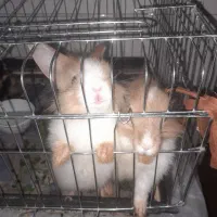 خرگوش نژاد جرسی. فروش فوری