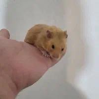 همستر قهوه ای نر|موش و خرگوش|شیراز, منطقه هوایی شهید دوران|دیوار