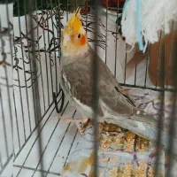 عروس هلندی شیطون و بازیگوش|پرنده|اسلامشهر, شهرک سعیدیه|دیوار