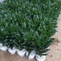 گل گیاه کاکتوس