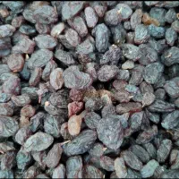 پخش انواع و اقسام کشمش