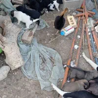 سگ فروشی|سگ|دوگنبدان, |دیوار