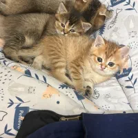 گربه اسکاتیش|گربه|آبادان, |دیوار