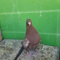 سینه سرخ نر|پرنده|فیروزآباد (فارس), |دیوار