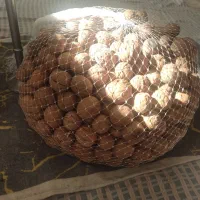گردو خوش طعم قیمت حراجی