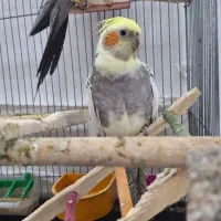 عروس هلندی جفت|پرنده|دلیجان, |دیوار