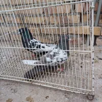 کفتر|پرنده|آزادشهر, |دیوار