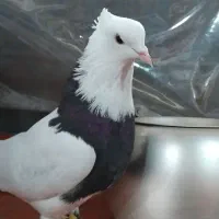 طوقی بااصل ونسب