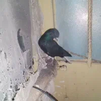 کبوتر دم سفید کربلایی طوقی|پرنده|خاش, |دیوار