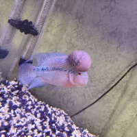 آکواریوم ریملکس 60/40