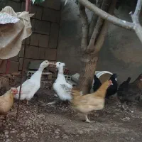 فروش مرغ وخروس ومرغابی کاکلی