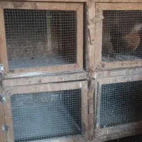 فروش جفت کن کبوتر|لوازم جانبی حیوانات|بابل, |دیوار