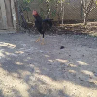 لاری جوان|حیوانات مزرعه|انبارآلوم, |دیوار