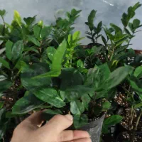 گل زامیفولیا زامفولیا زیر قیمت|گل و گیاه طبیعی|بابل, |دیوار