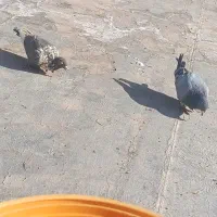 یک جفت کفتر