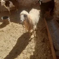 ۲عدد بز یکی زائده ویک ابست وکابر ابست