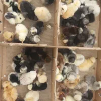 پخش انواع جوجه یک روزه عمده|حیوانات مزرعه|تهران, باشگاه نفت|دیوار