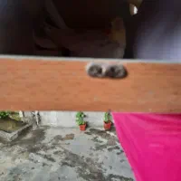 عروس هلندی جفت سفیدکاملارام شده|پرنده|ایزدشهر, |دیوار