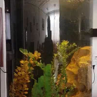 آکواریوم نیم دایره ۶ میل بزرگ