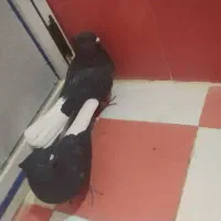 یک جفت کبوتر سیاه دمسفید اشعل