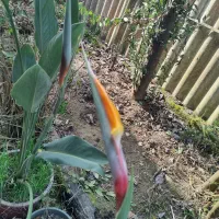 گل زیبا و آپارتمانی استرلیتزیا یا پرنده بهشتی|گل و گیاه طبیعی|لاهیجان, لیالستان|دیوار