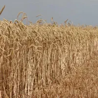 گندم