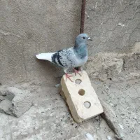 ماده دم سفید