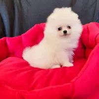 کلینیک تخصصی نژاد پودل و پامر خرسی