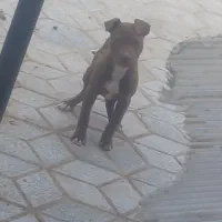 پیتبول تریر