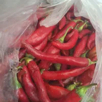 فلفل تند|خوردنی و آشامیدنی|قم, شهرک مهدیه|دیوار