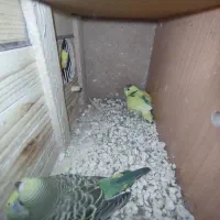 یک جفت مرغ عشق مولد با دوتا جوجه دو ماهه|پرنده|رباطکریم, شهرک والفجر|دیوار