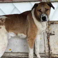 واگذاری سگ نگهبان