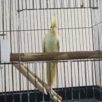 یک جفت عروس هلندی همراه با قفس